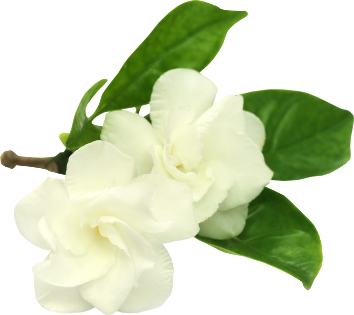Crape Jasmine or Tagar Flower 